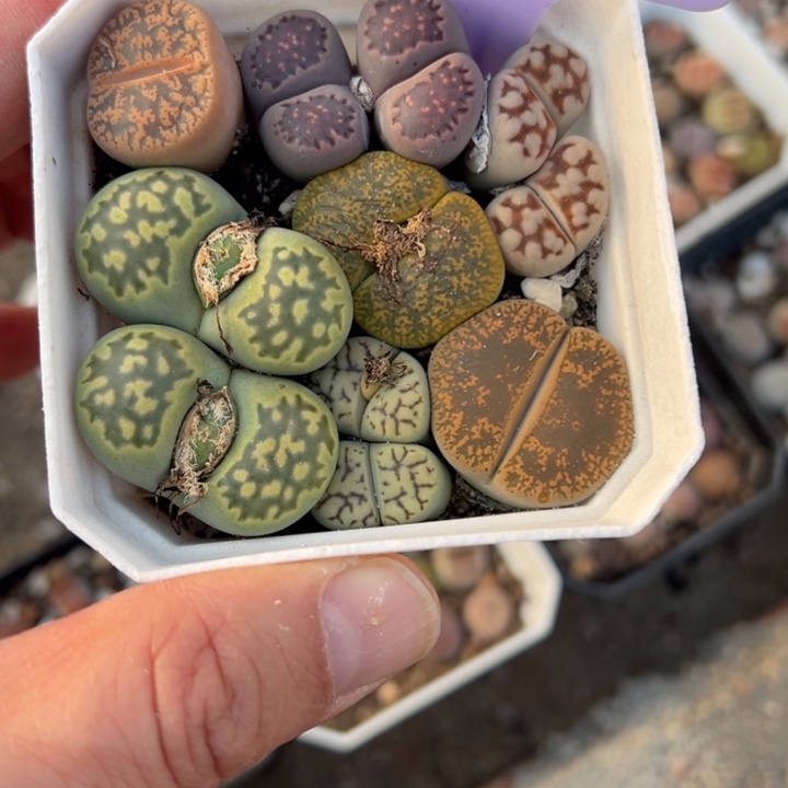 883天了就图一下午