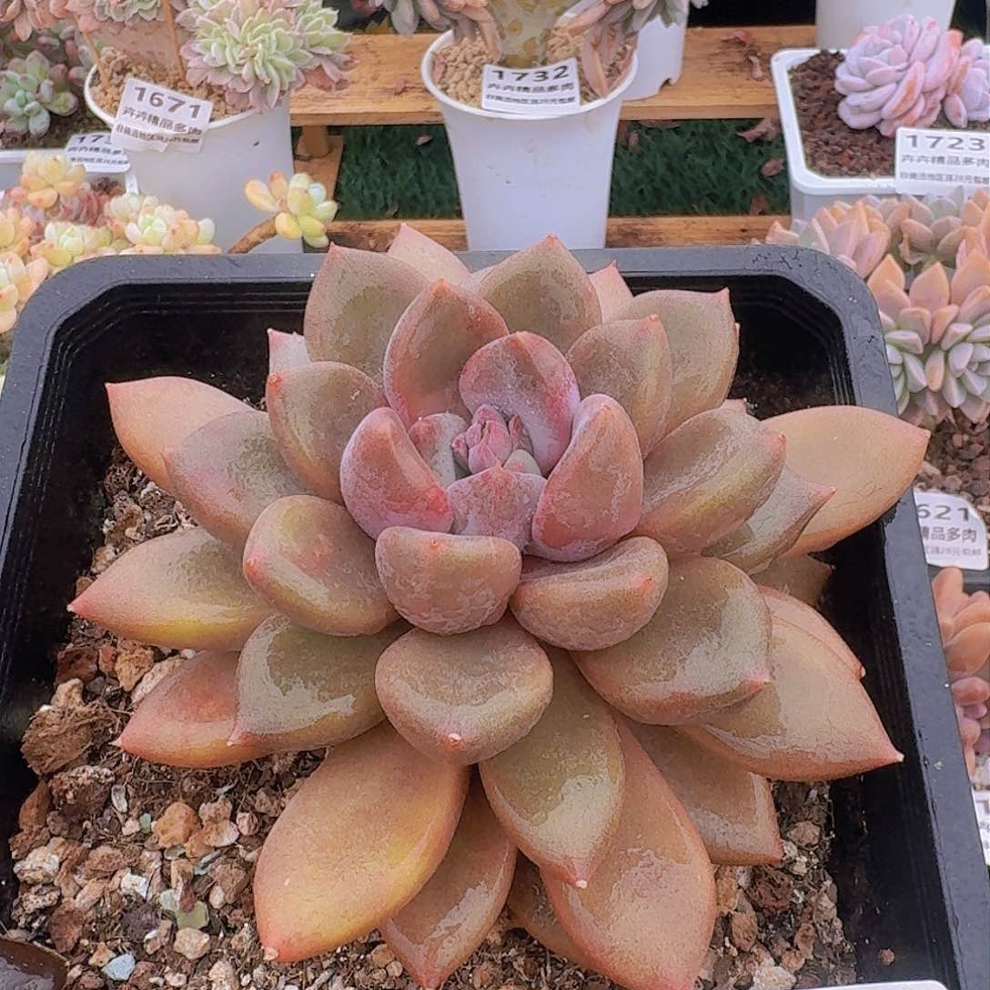 1643一物一拍（满28包邮）