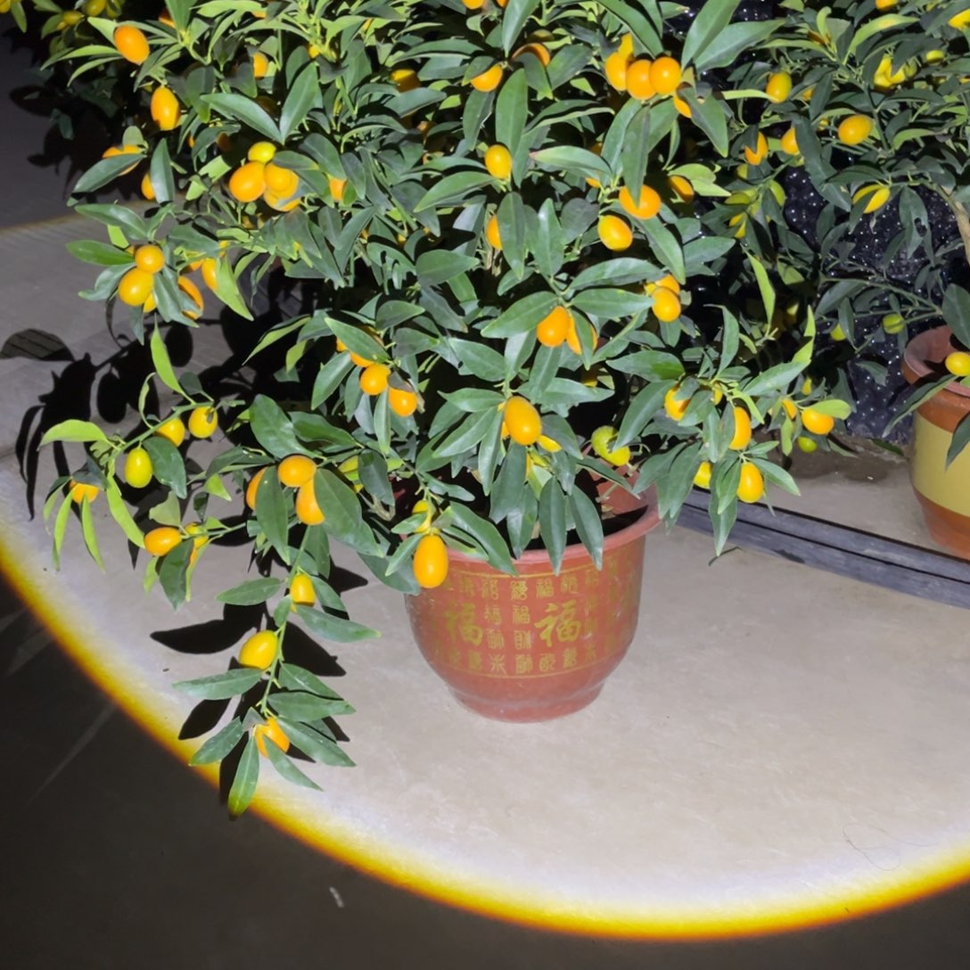 无花朵的点点滴滴点点滴滴