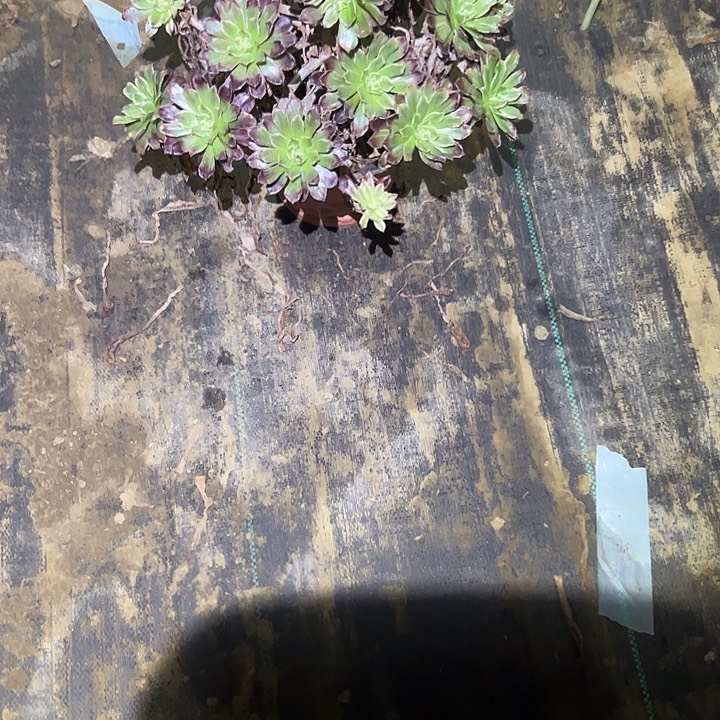 不包侧枝一物一拍55