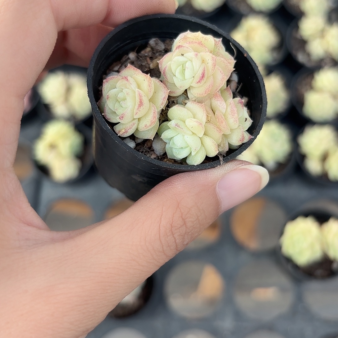 精品珍珠麦秆多肉植物