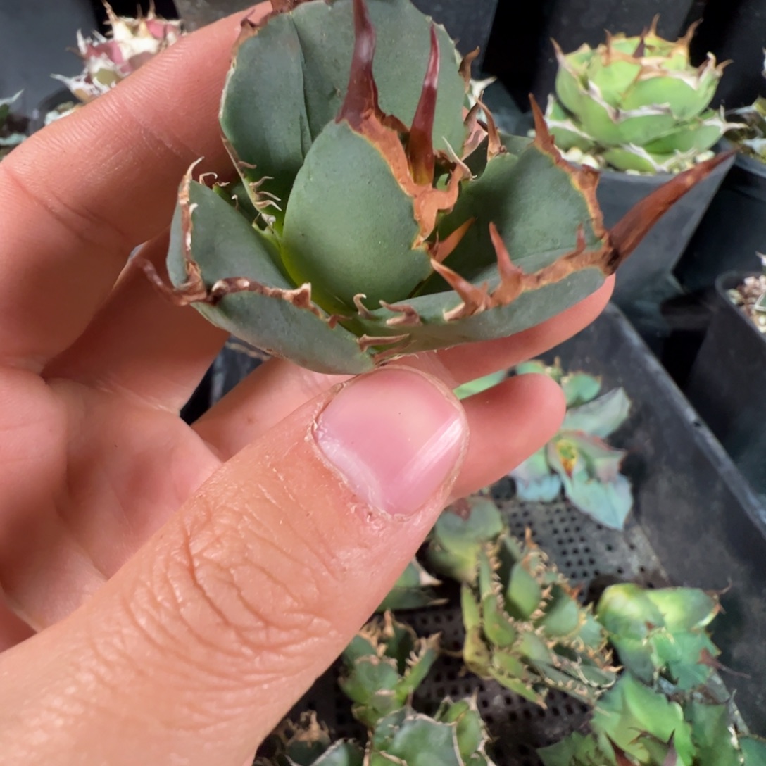 大大大大大大芽子