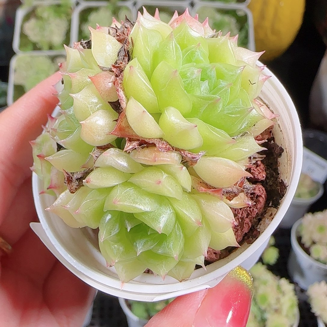 0910-79麦秆优选不包整