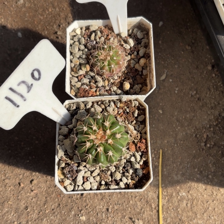完全开放679 1120个小实生奇特圆盘
