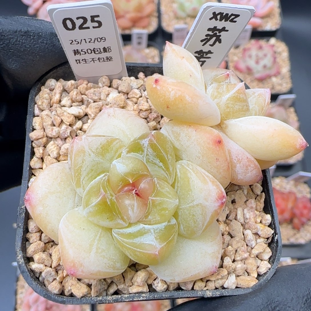 025 苏芳  5厘米盆