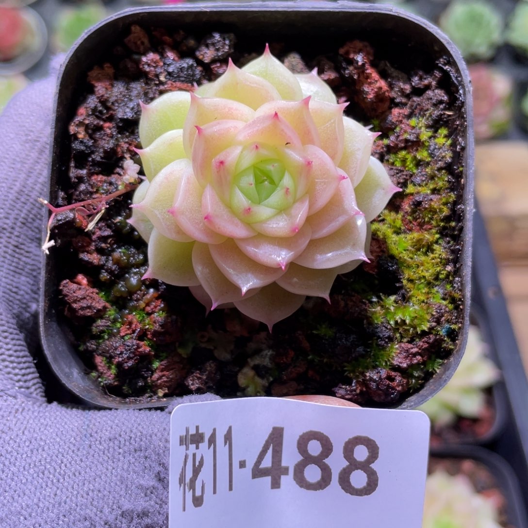 棒***）花利美11-488麦秆