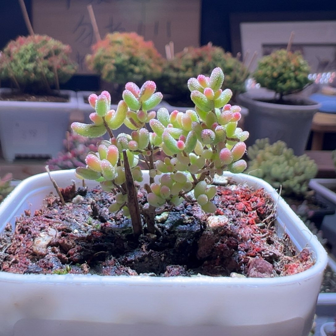 327米粒锦一物一拍包开箱