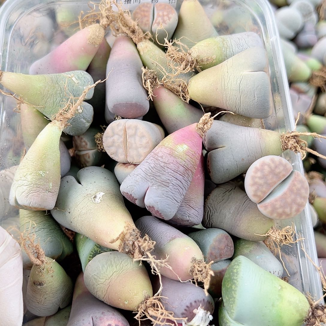 8416五年生石花大母本60个有瑕疵如图特价处理