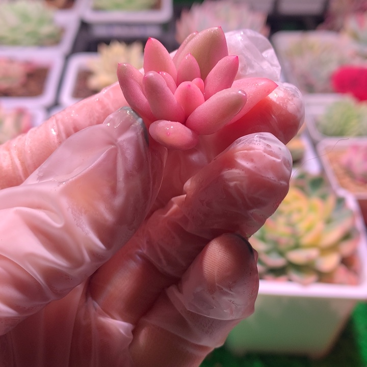 红蜻蜓锦，锦哥多肉