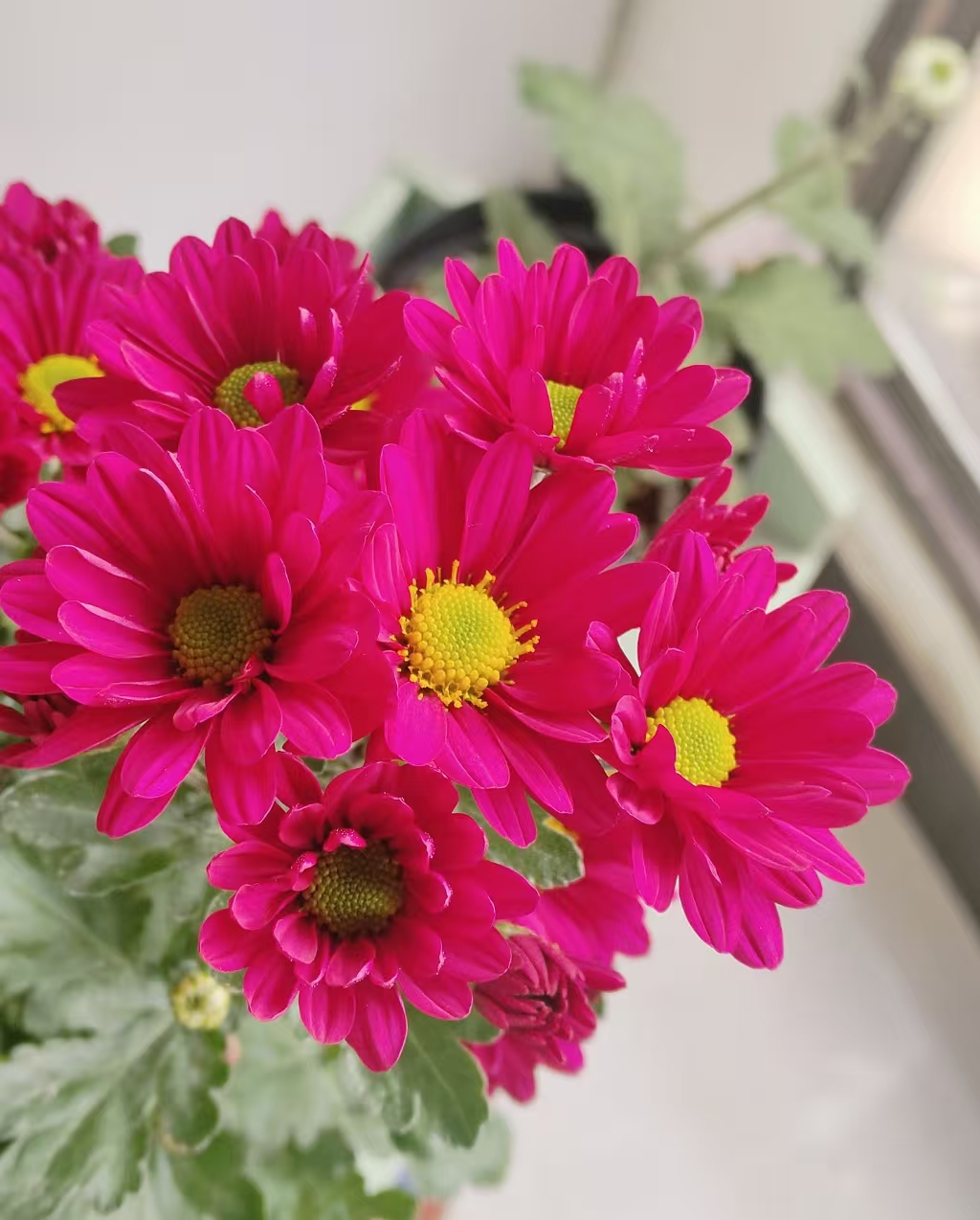 水培鲜切花《AA级 桃花妖 小雏菊》东北产地直发  顺丰包邮