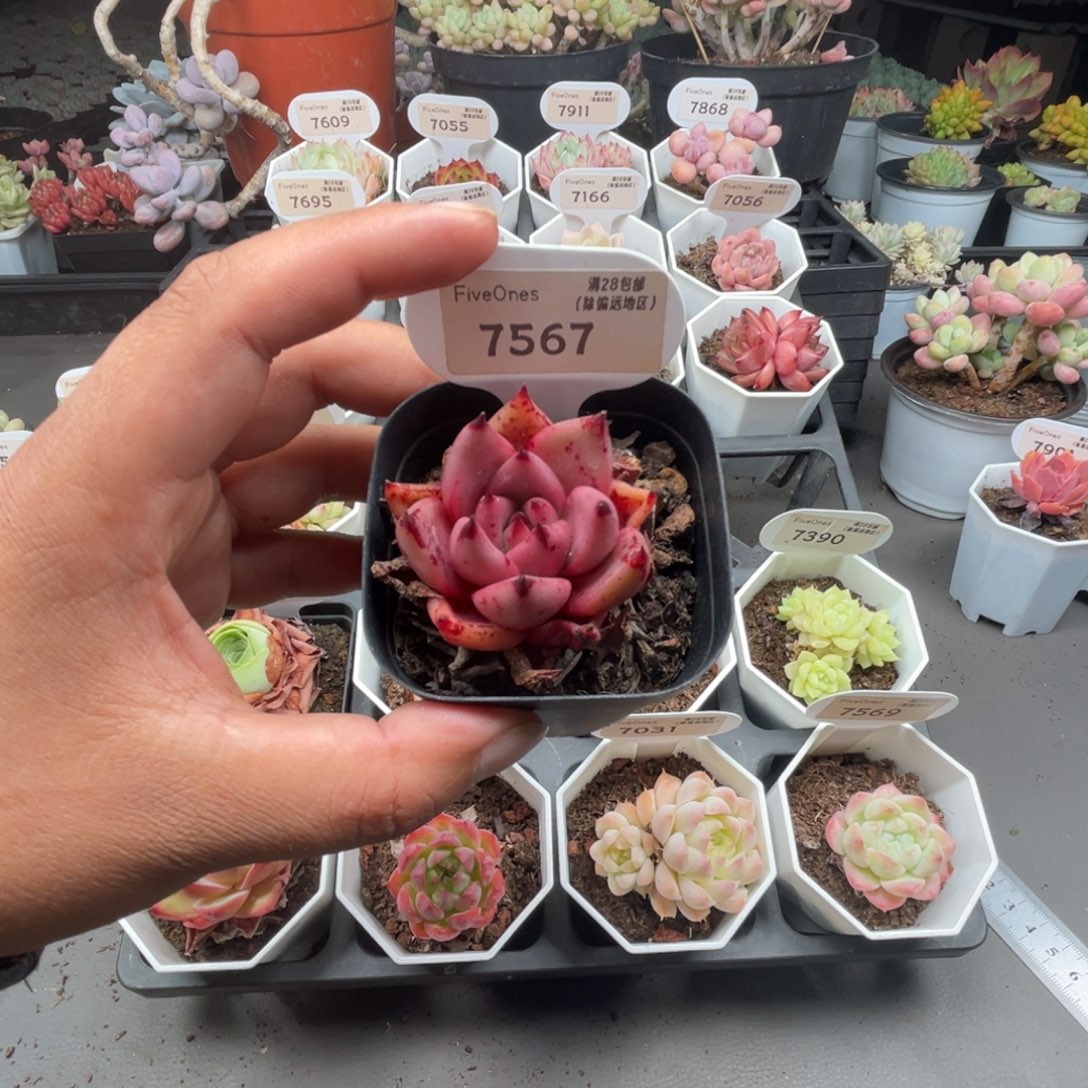 7567血色罗密欧4.5厘米