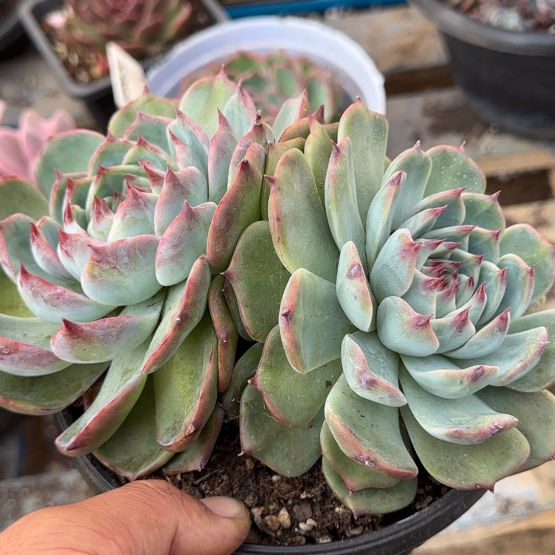 娃娃惊鸿一物一拍包装收缩花旱