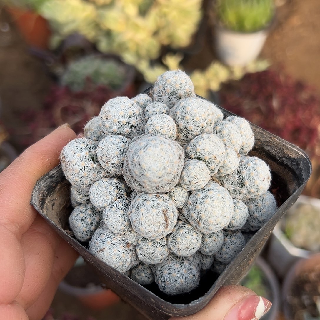 多肉植物姬春星开花