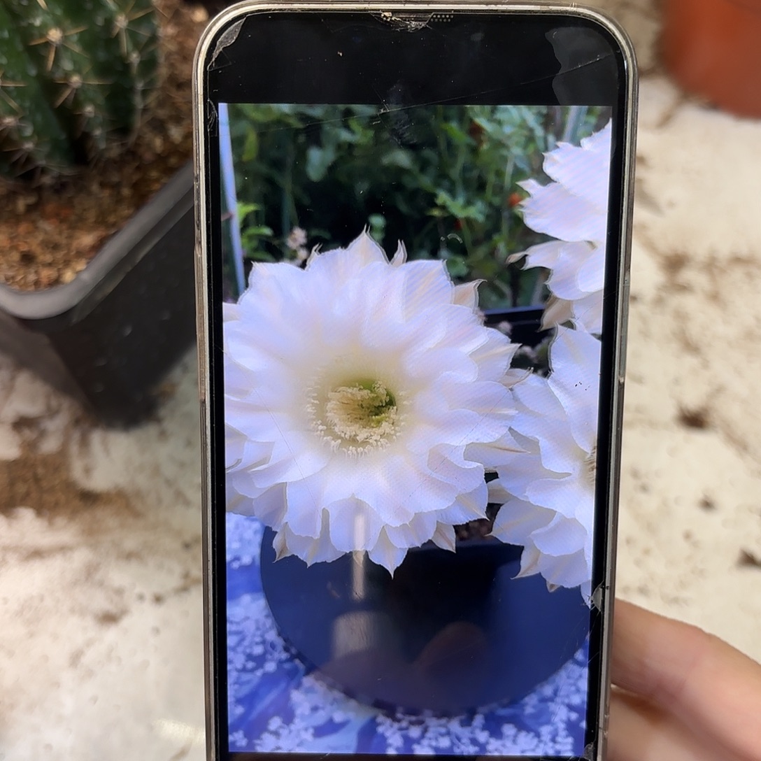 彩草青青天使8公分左右