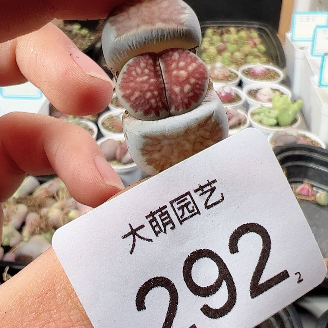 0000292 肉锥一物一拍……