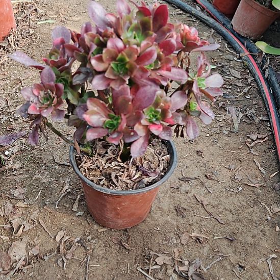 忆江南加急发货20