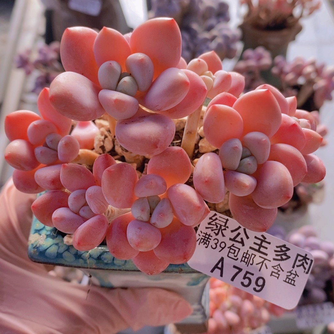 樱花洛神9cm759多肉植物