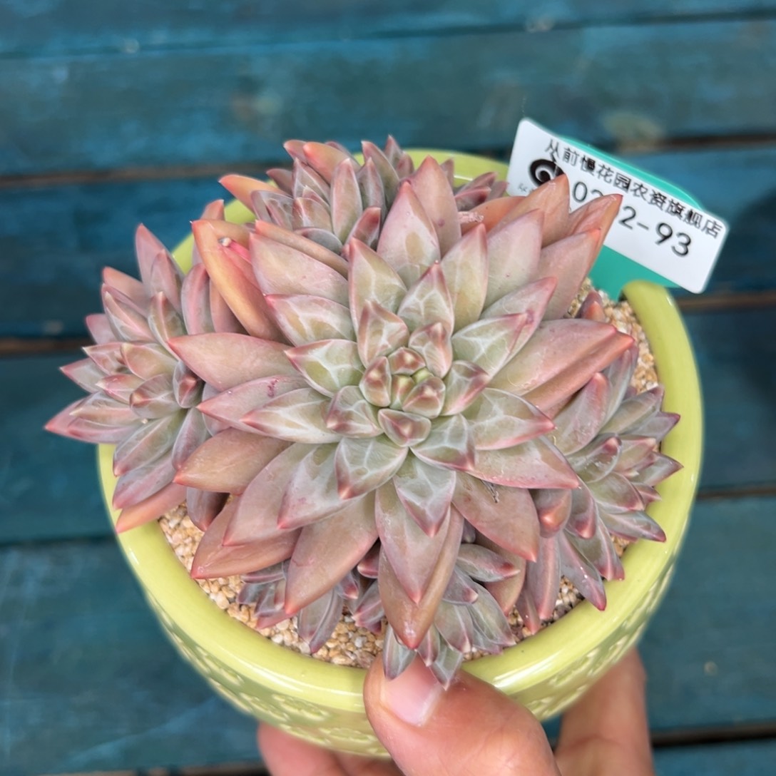 多肉一物一拍0202-93