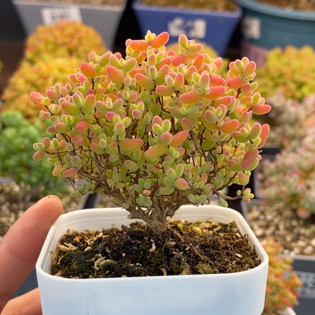 594蜜橘糖球 。       