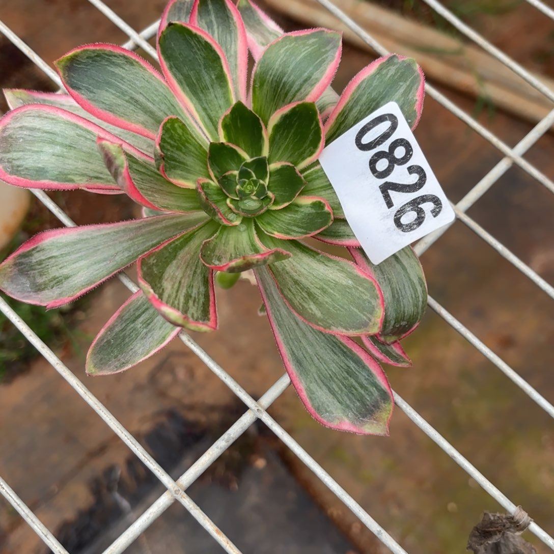 流**叶恶魔之眼0826发货，