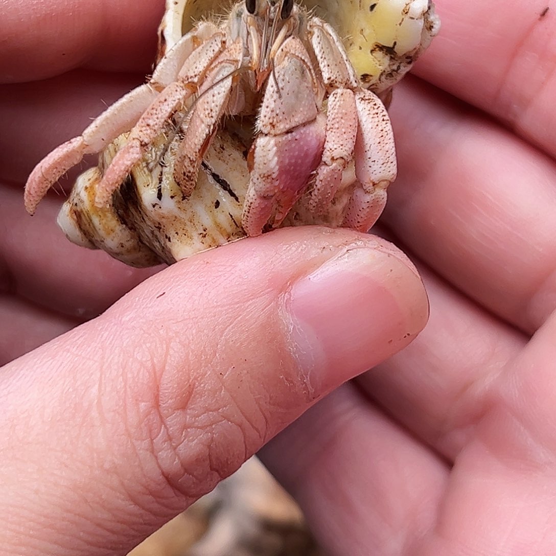 1.8口魔女快来竞拍吧