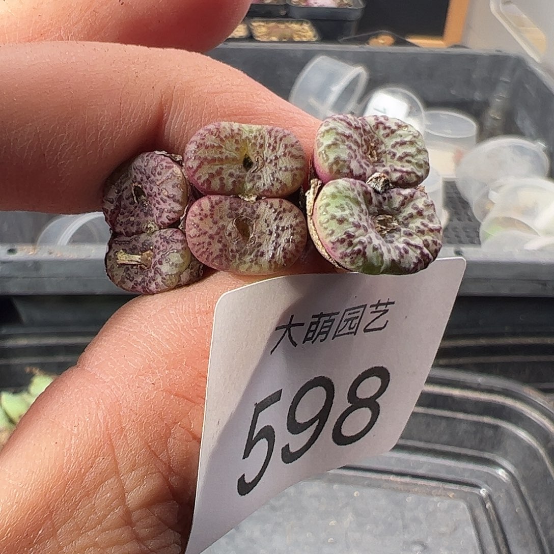 一物一拍。         598