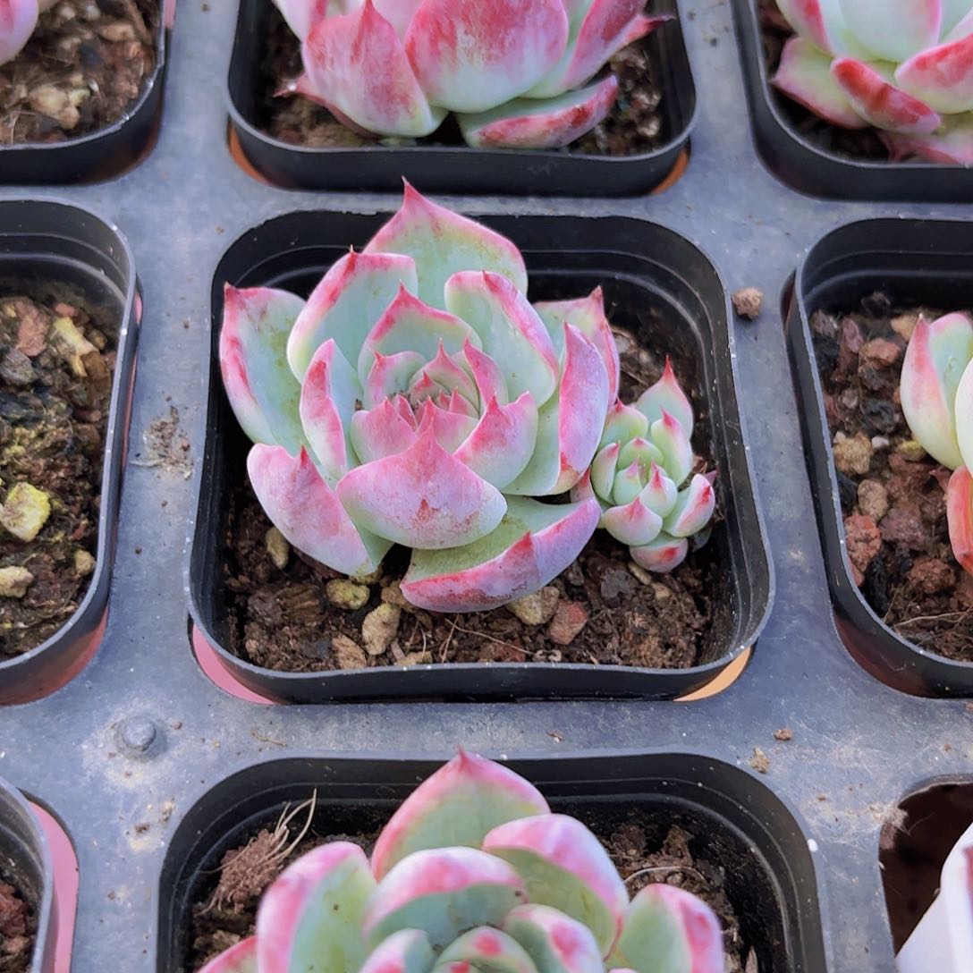 精品惊鸿仙子多肉植物