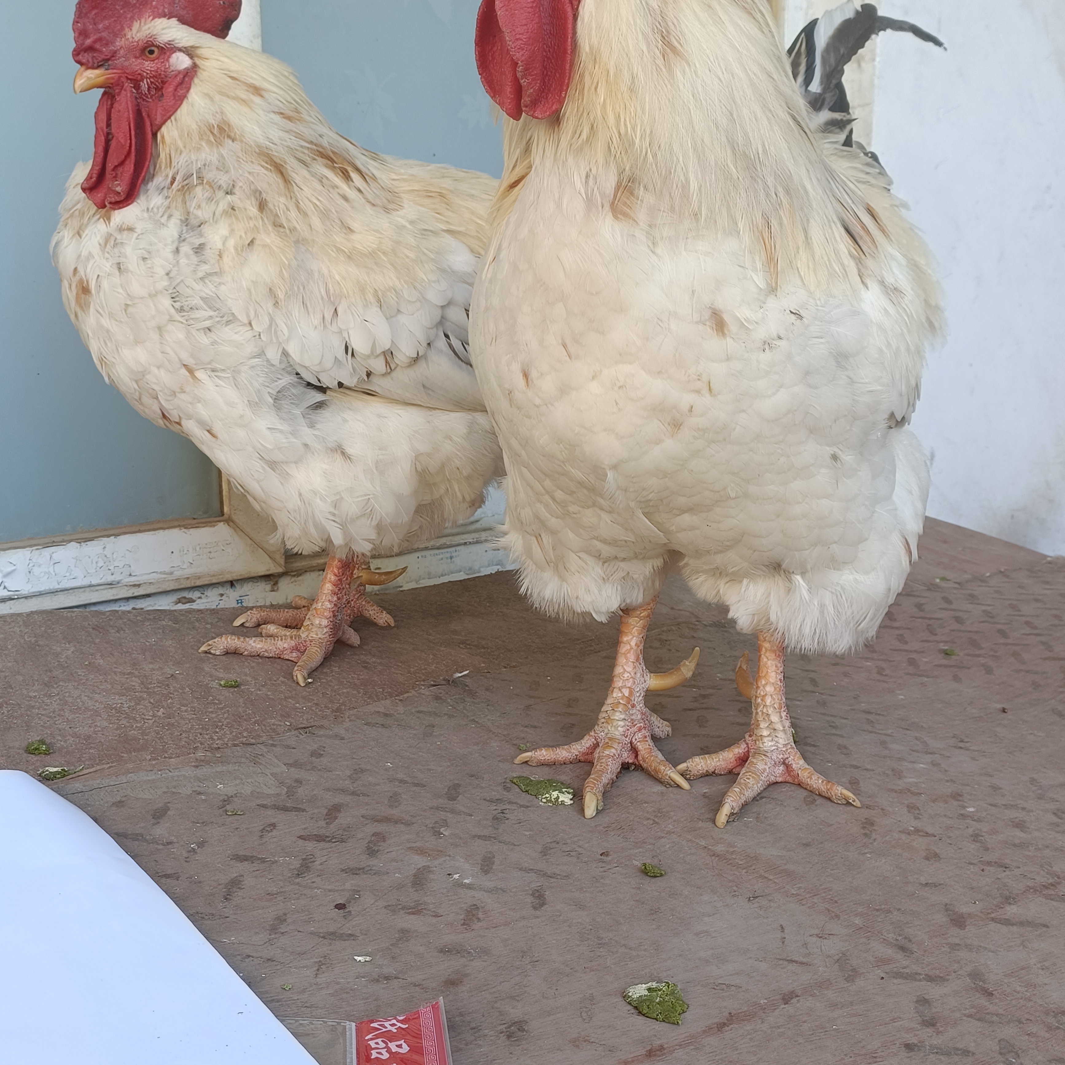 自家散养走地鸡老鸡一物一拍连接顺丰包邮到家