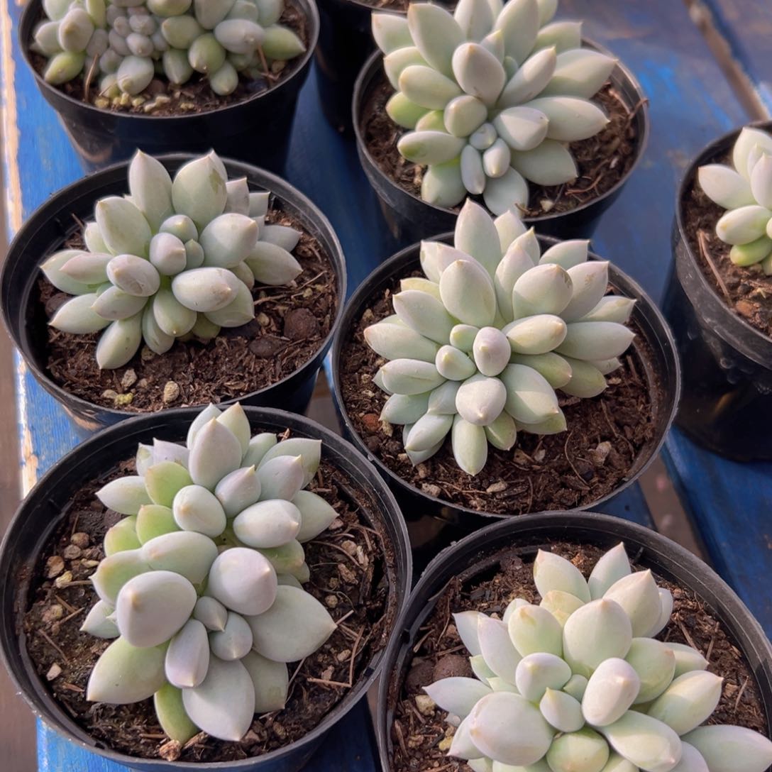 哥特萝莉一颗裙特惠