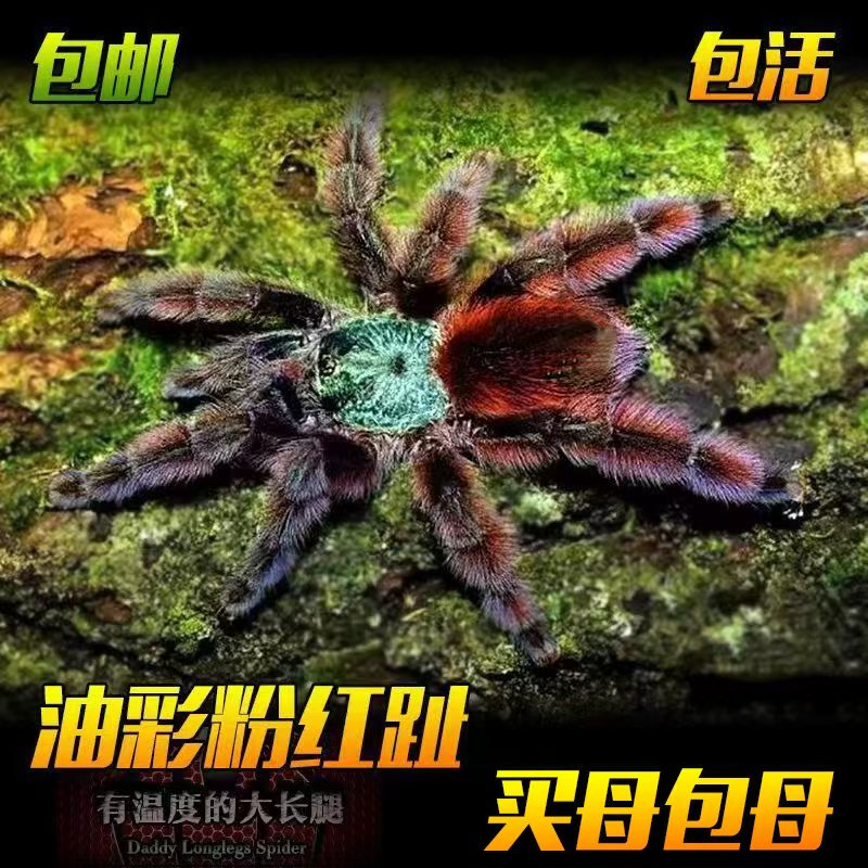 油彩粉红趾蜘蛛蓝色粉趾类活体宠物温顺乖巧好养可上手新人首选