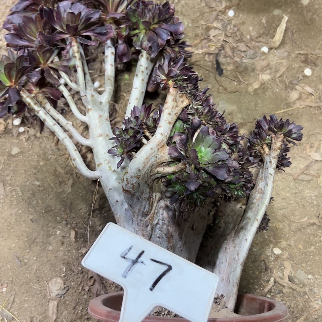 多肉植物黑法师缀花47