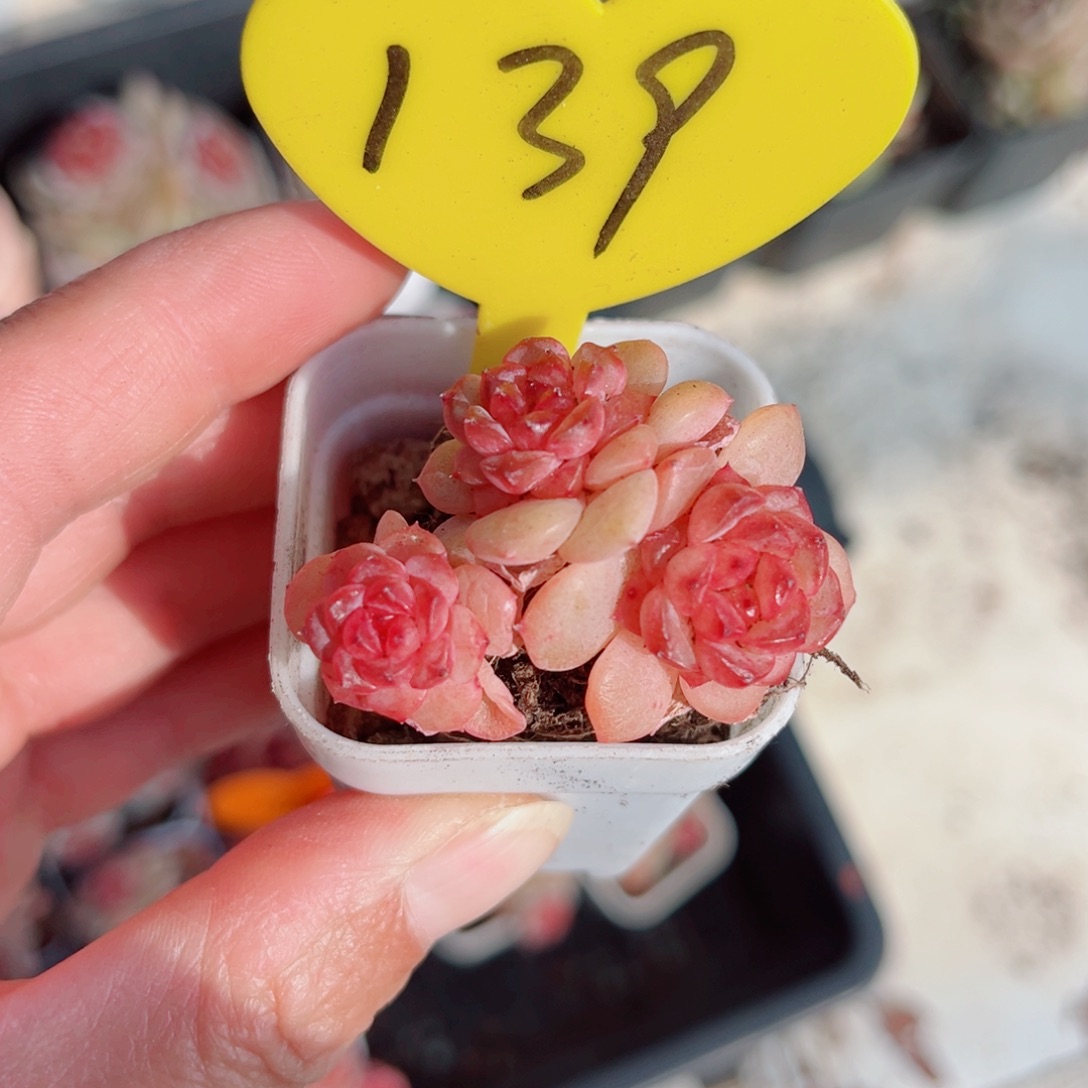 139号小老桩琉璃群