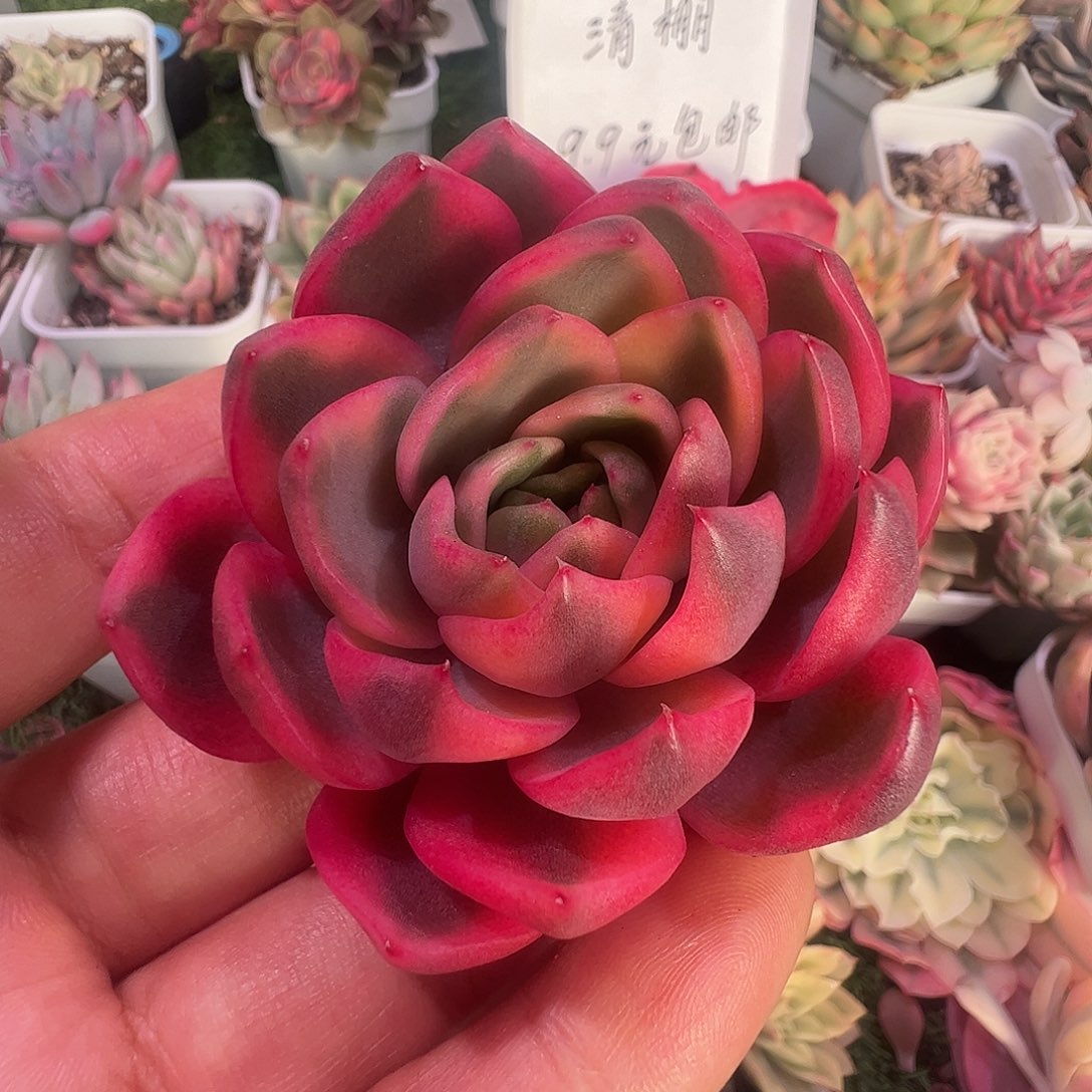 爱***晴多肉植物多肉植物