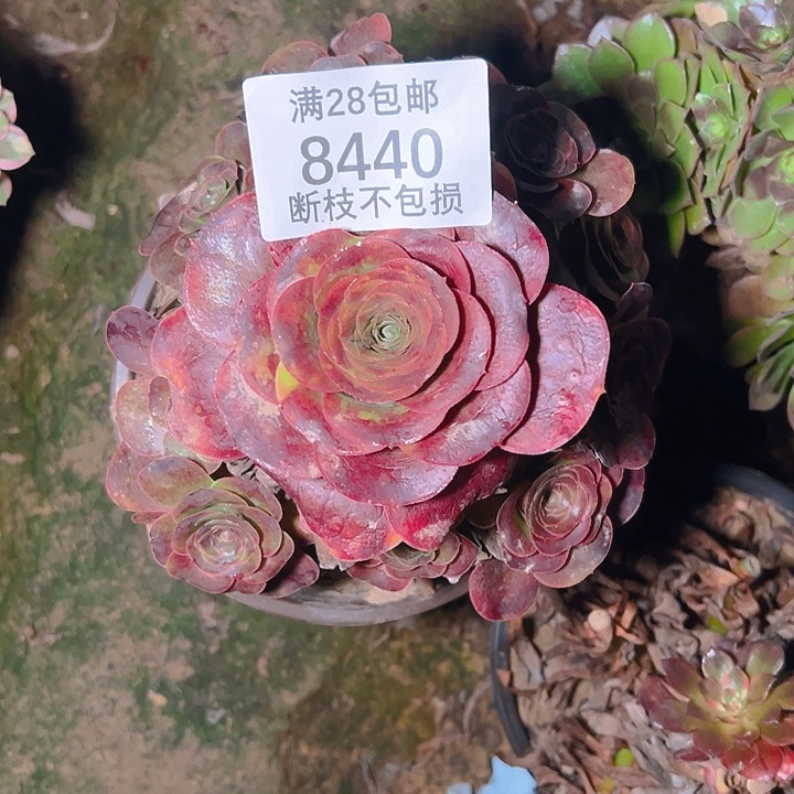 8440魅金玫瑰多肉植物