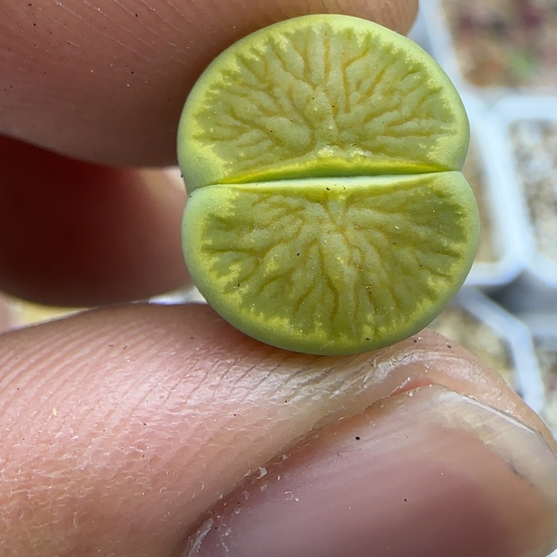 488 生石花大棚直播