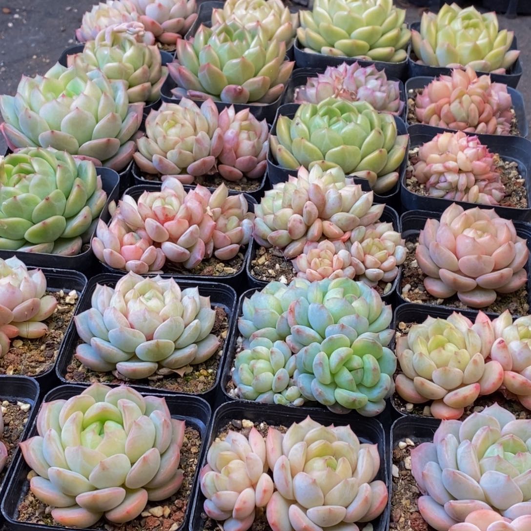 942多肉植物保护研究所所长