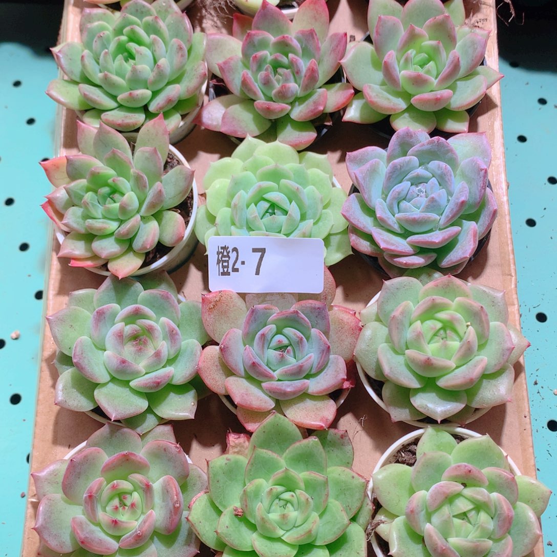 2-7一物一拍多肉带盆18颗