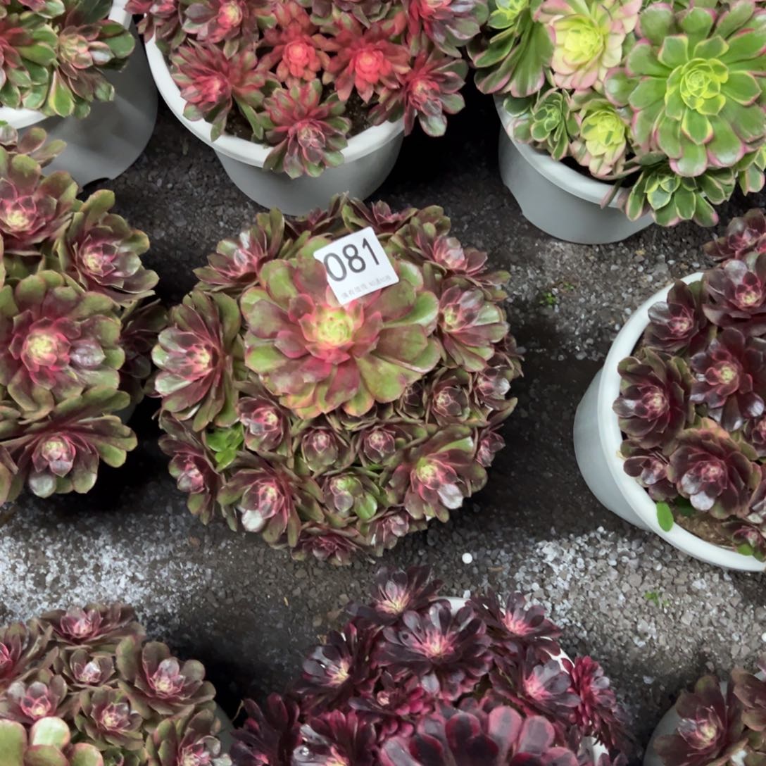 云***我是真的很喜欢这个