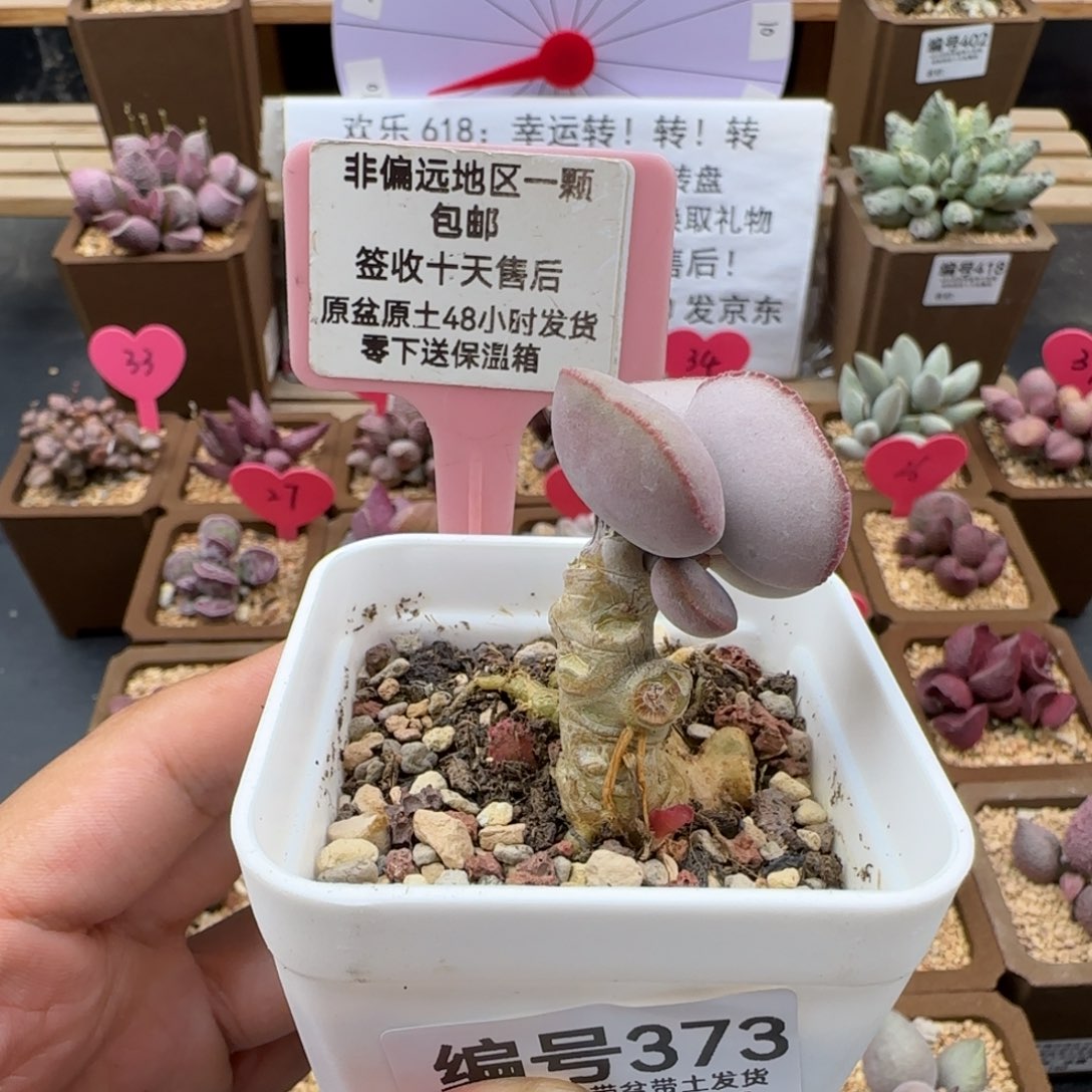 373白肌红蛋多肉植物