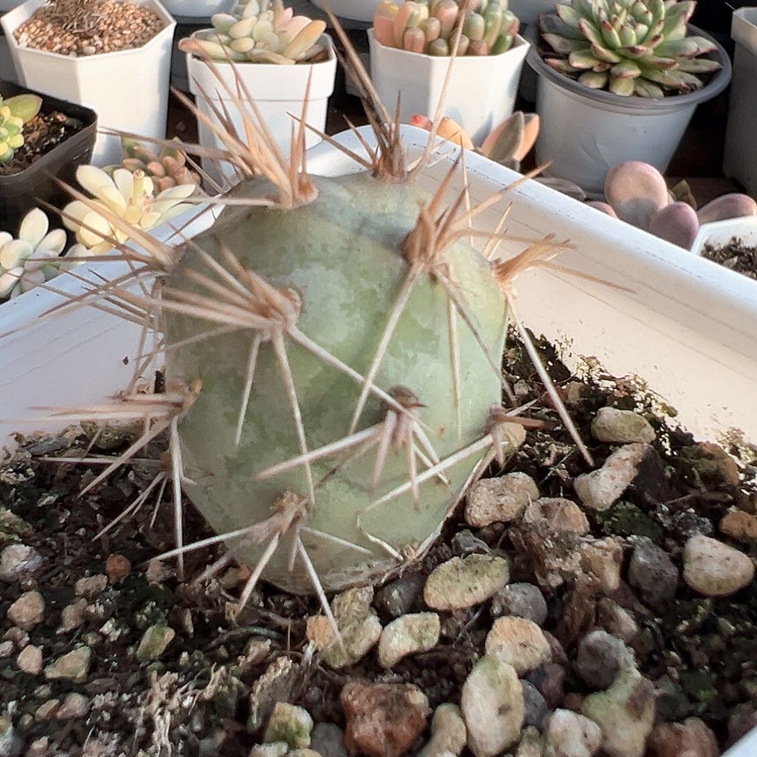 狂刺习志野 小方花圃一物一拍