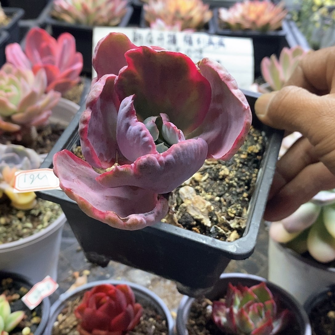 2261飞云锦多肉植物