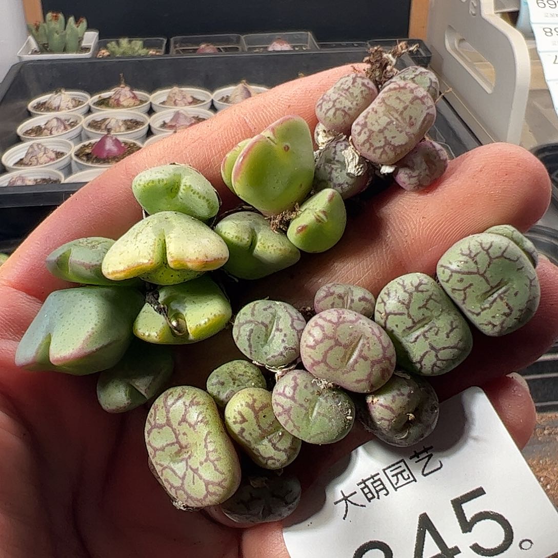 一物一拍。       845