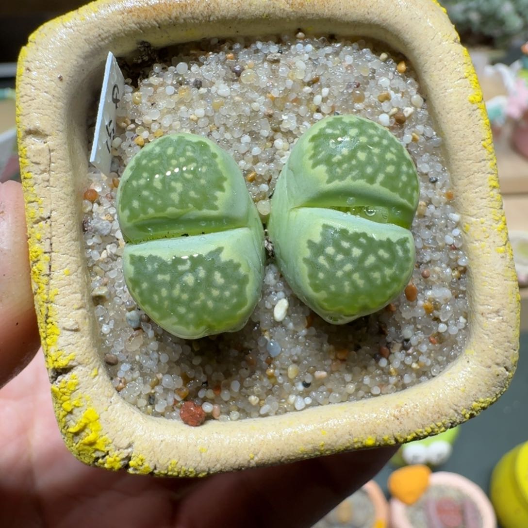 红陶蘑菇631绿孔雀