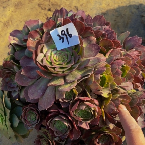 沙拉碗多肉植物396多肉