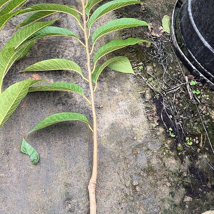 三***哥天使24669879778877877888红牛