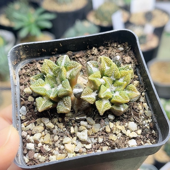 象足黑牡丹锦双头自根养定带盆发5.2公分