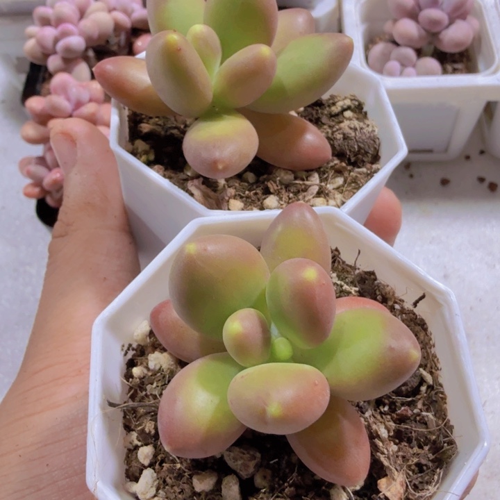 芒果奶酪一颗单头