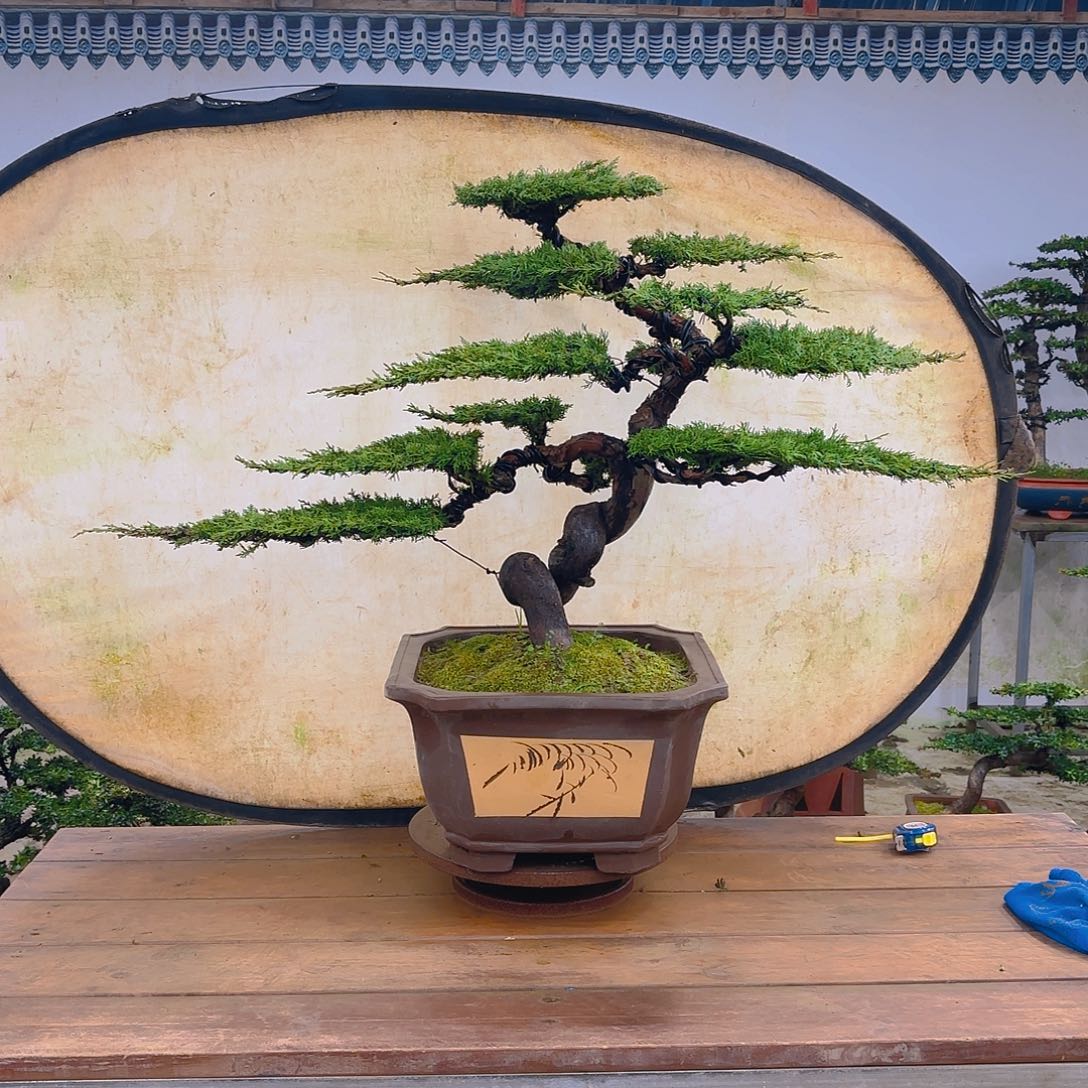 木系鱼川真柏带盆