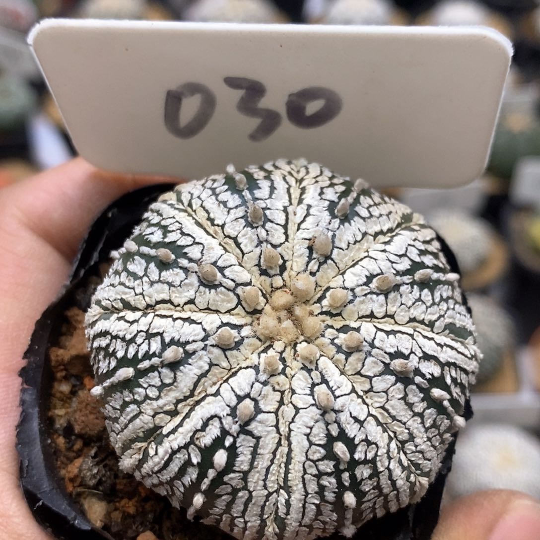 开播福利特价来了来