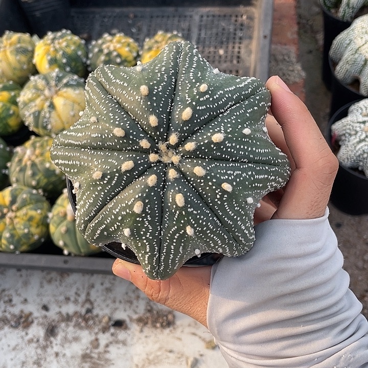 海星兜瑕疵特价秒